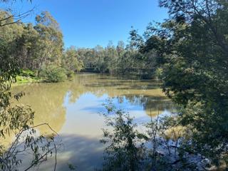 The Goulburn River at Shepparton North - A water release increases the height of the Goulburn River for a short time and improves habitat and food sources for native fish, platypus and water bugs.